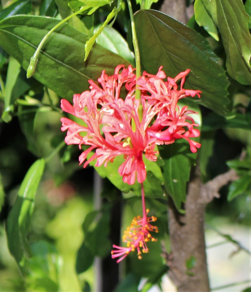 風鈴仏桑花