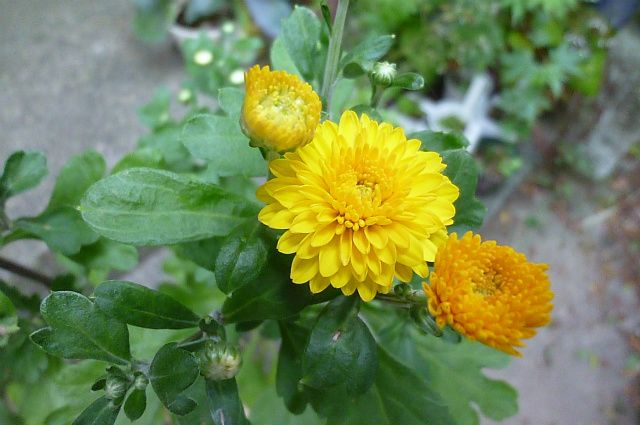 菊蕎麦茄子