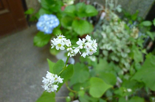 菊蕎麦茄子