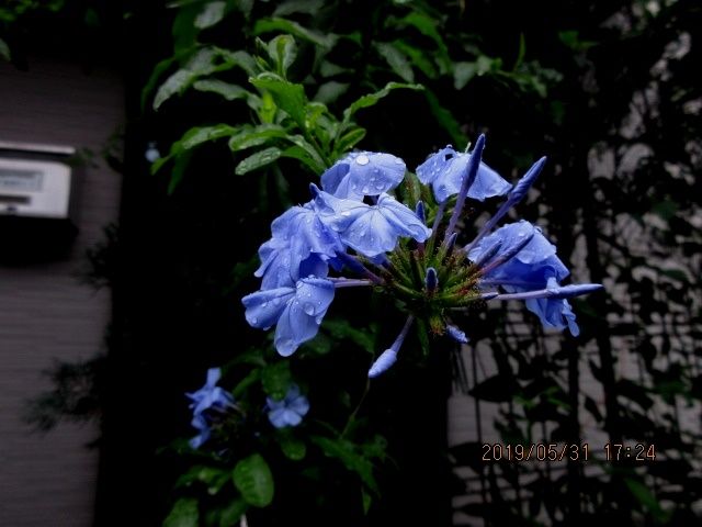 梅雨入りしました。