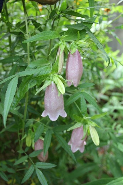 地味目な花