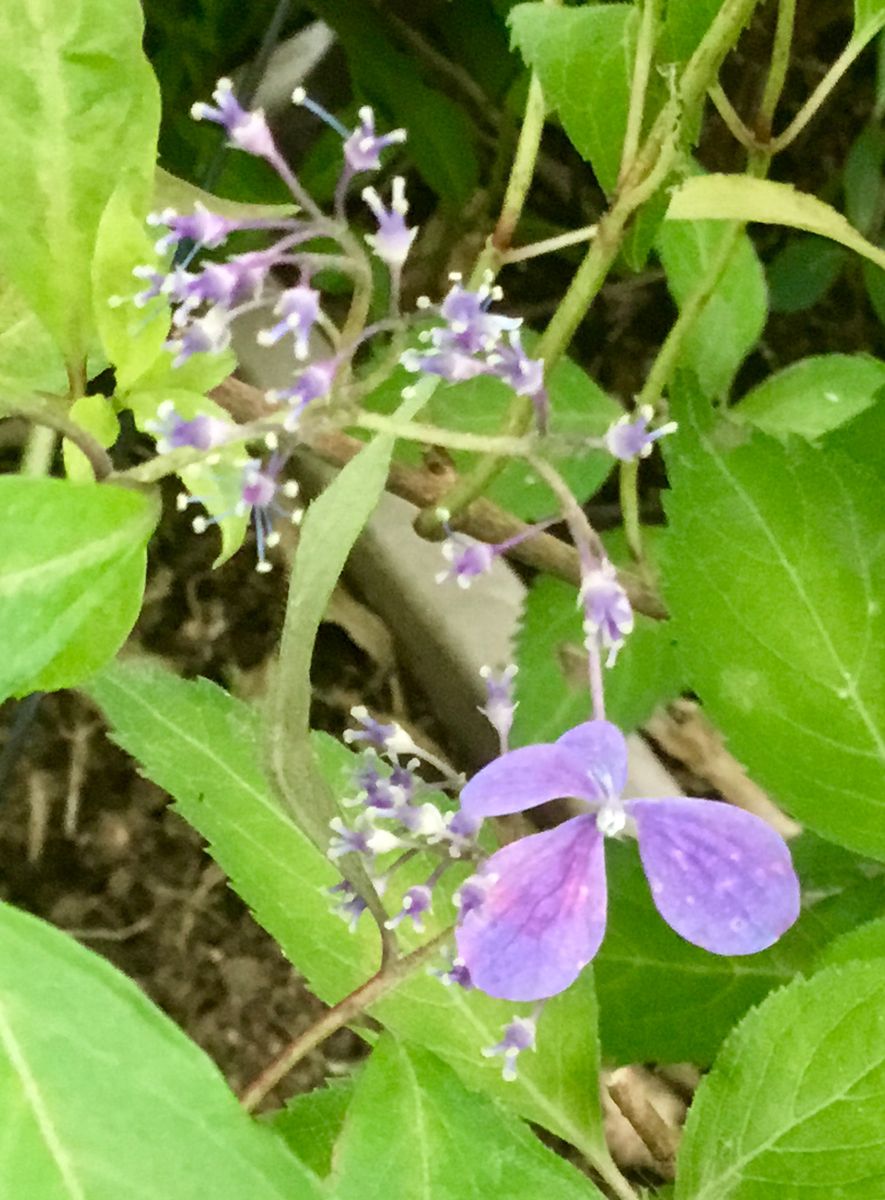 満開の山紫陽花②