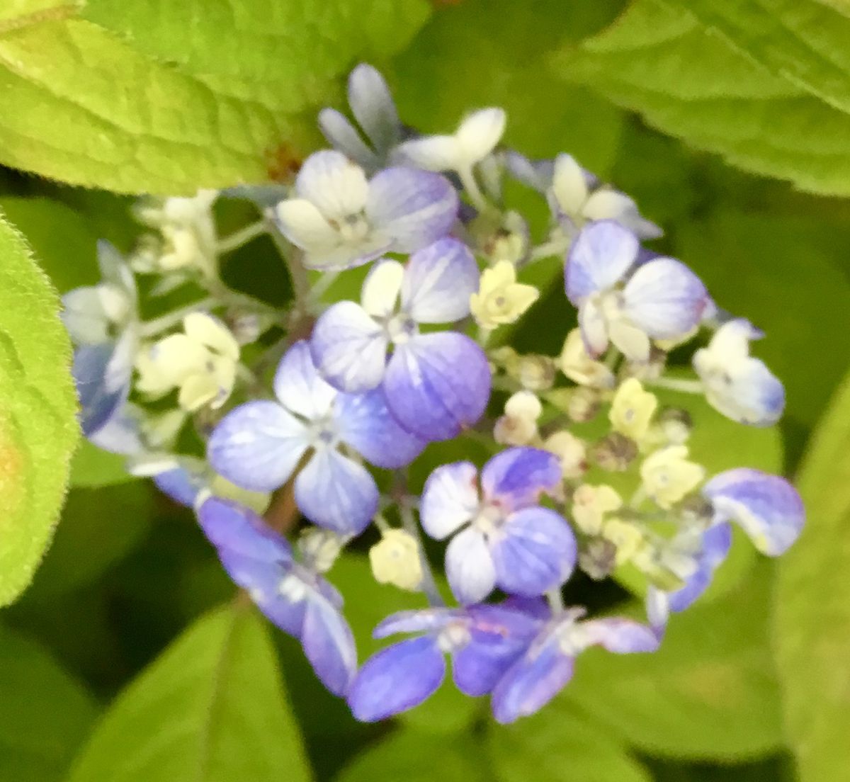 満開の山紫陽花②