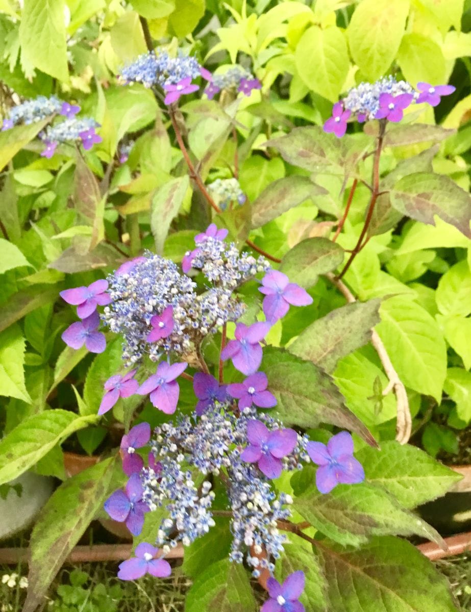 満開の山紫陽花②