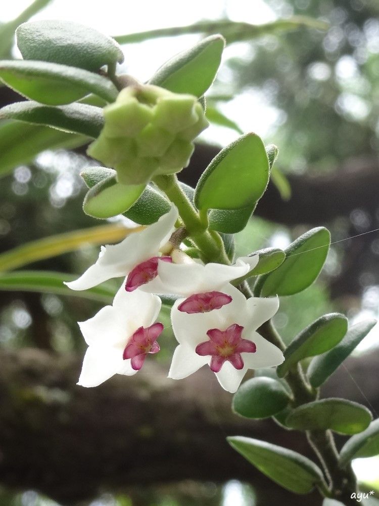 木の下のホヤも開花…♪