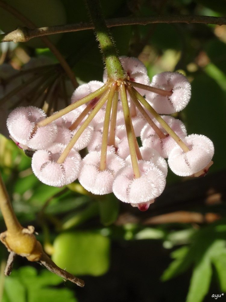 木の下のホヤも開花…♪