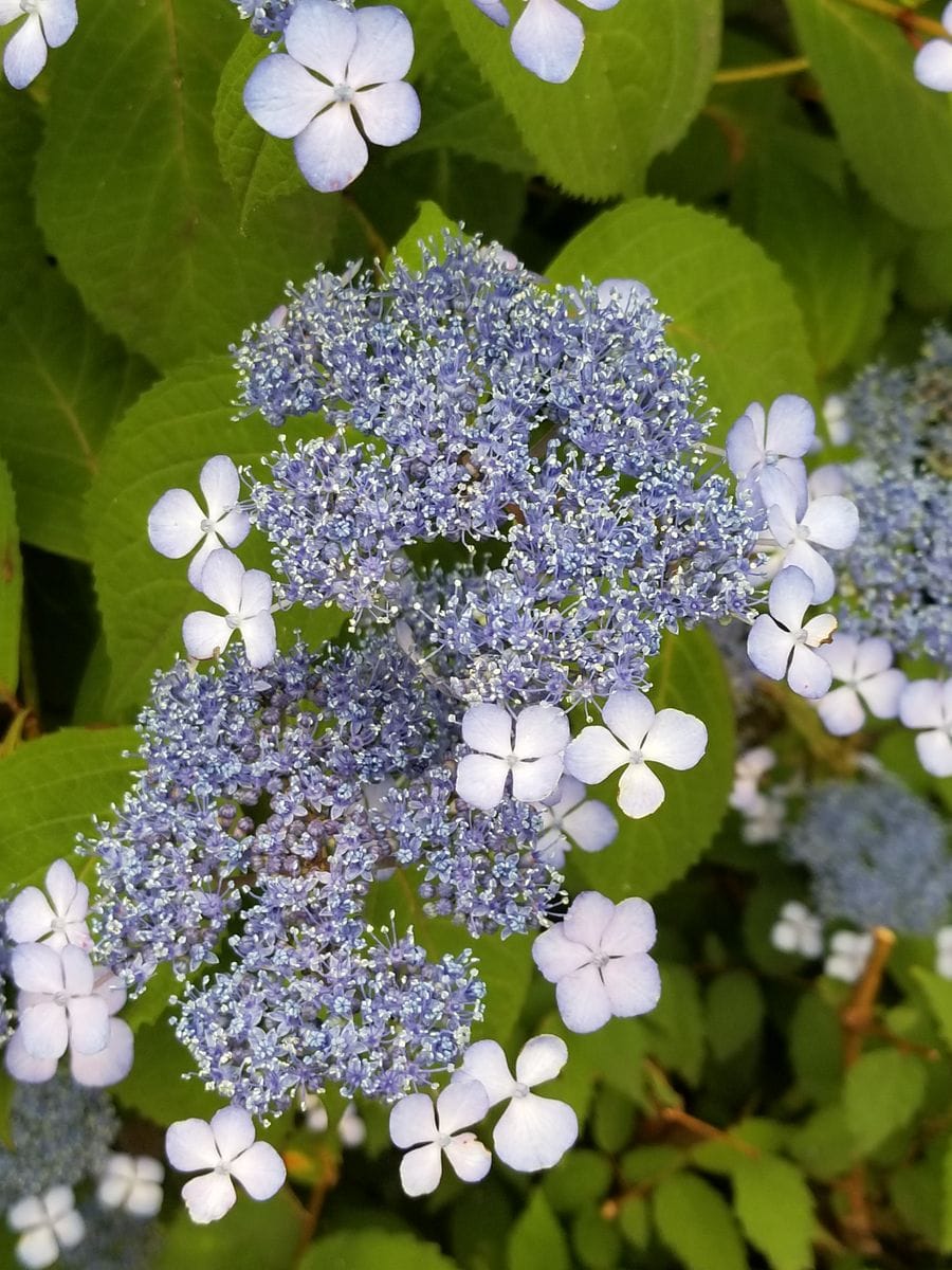 紫陽花💠シモツケ🌺咲いたよ