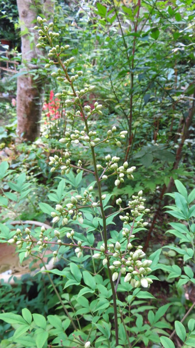 山野草の庭ー南天の蕾