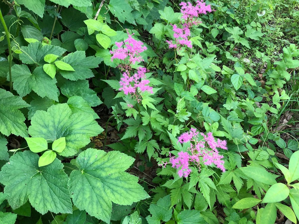 花と野菜と