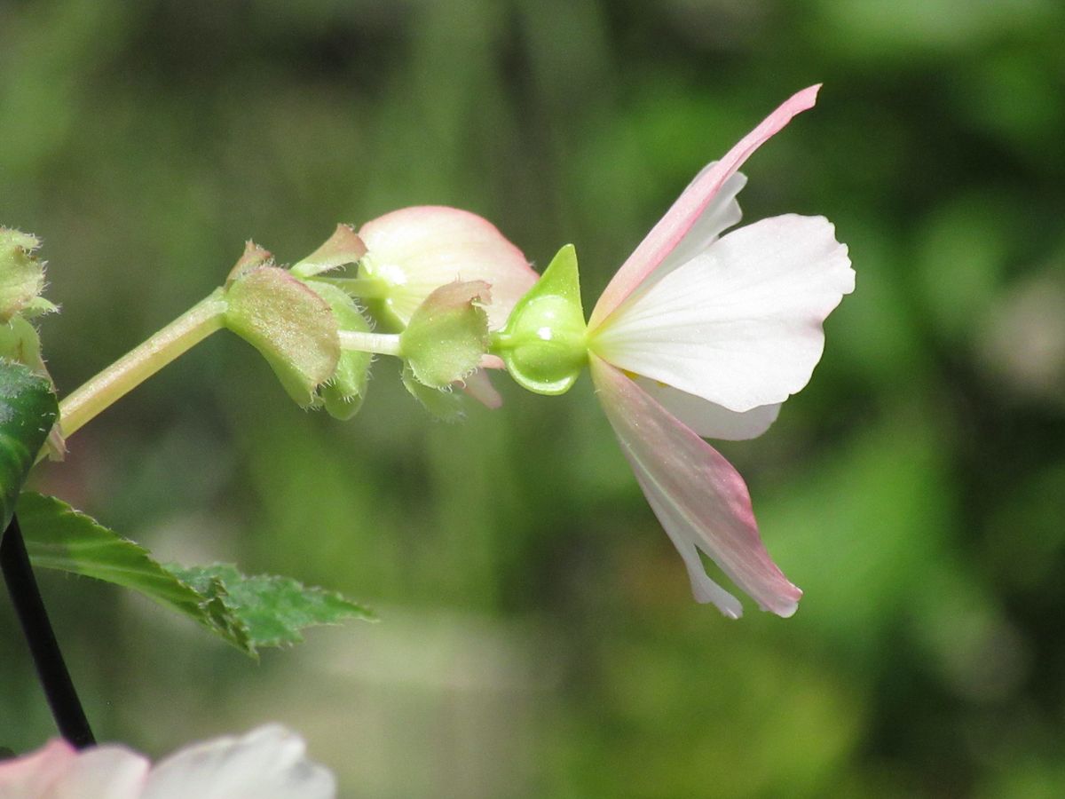 由愛(ゆめ)の花日記♪