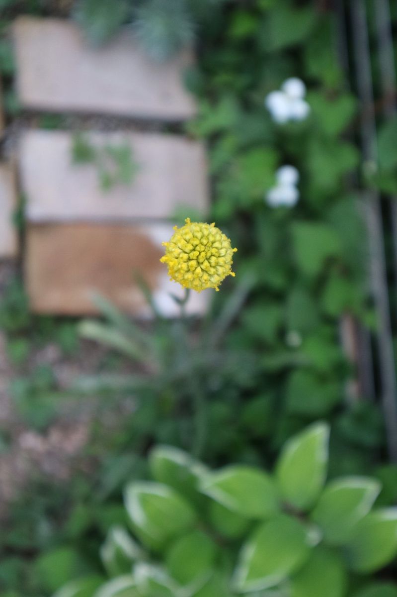 もう6月