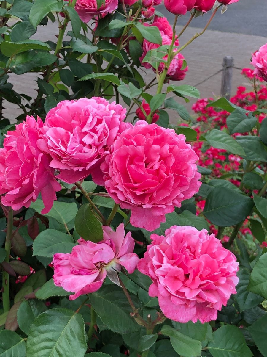 花の丘の遅咲きの薔薇