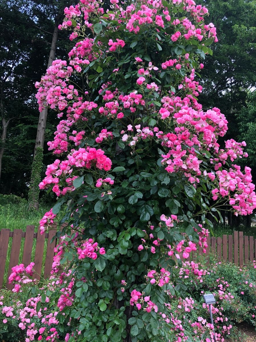 花の丘の遅咲きの薔薇