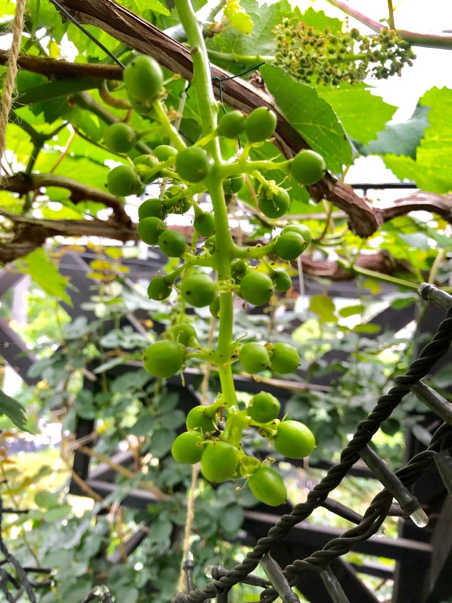 ぶどう🍇の実