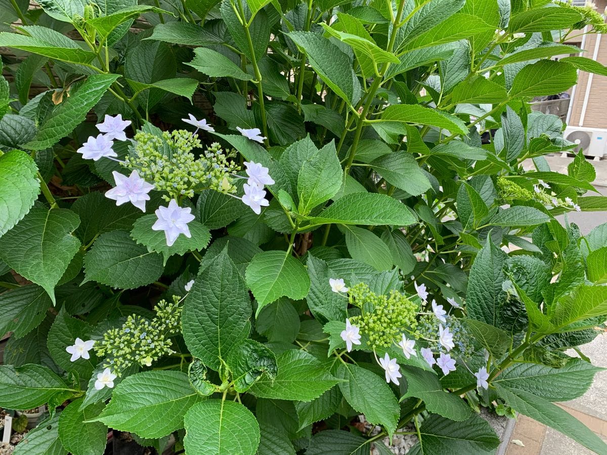 紫陽花に悩む