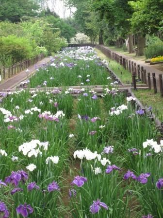 雨の季節を彩るお花が揃いました