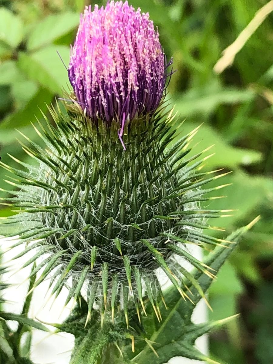 芸術的な野草