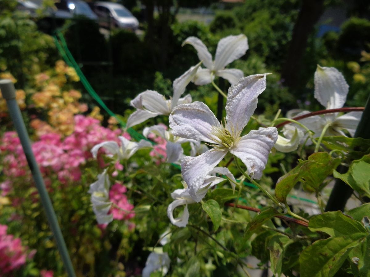 いろいろなお花たち