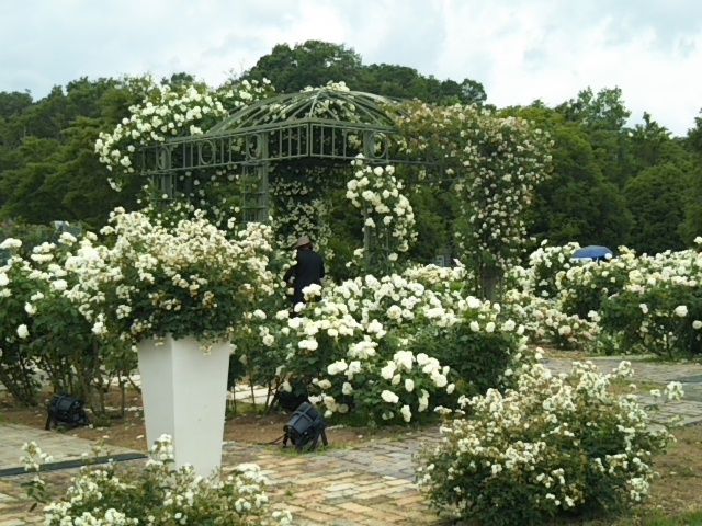 花フェスタ記念公園　①