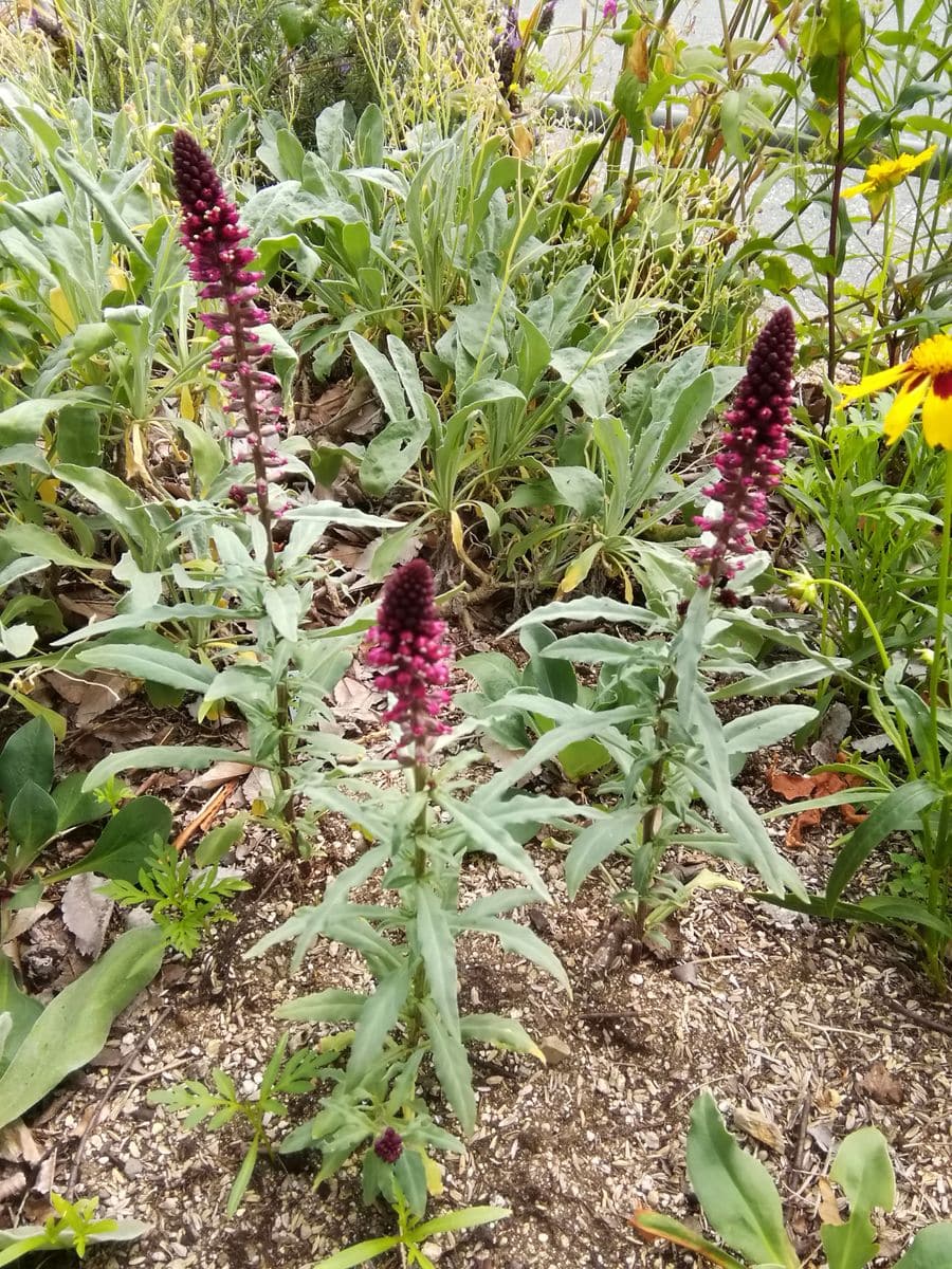 花壇の花