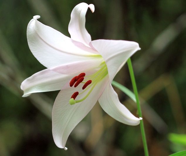 今週の見頃のお花たち（2019.06.04～）