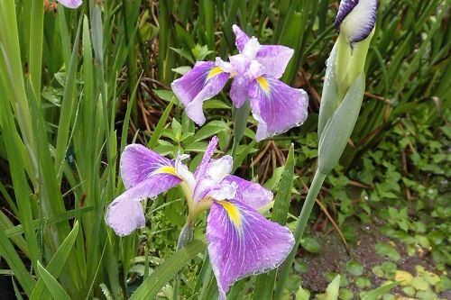 今週の見頃のお花たち（2019.06.04～）