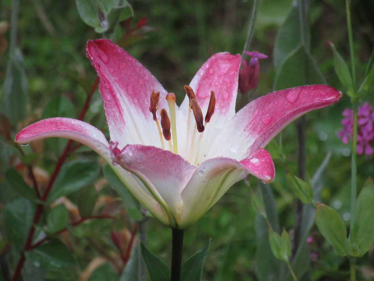 由愛(ゆめ)の花日記♪