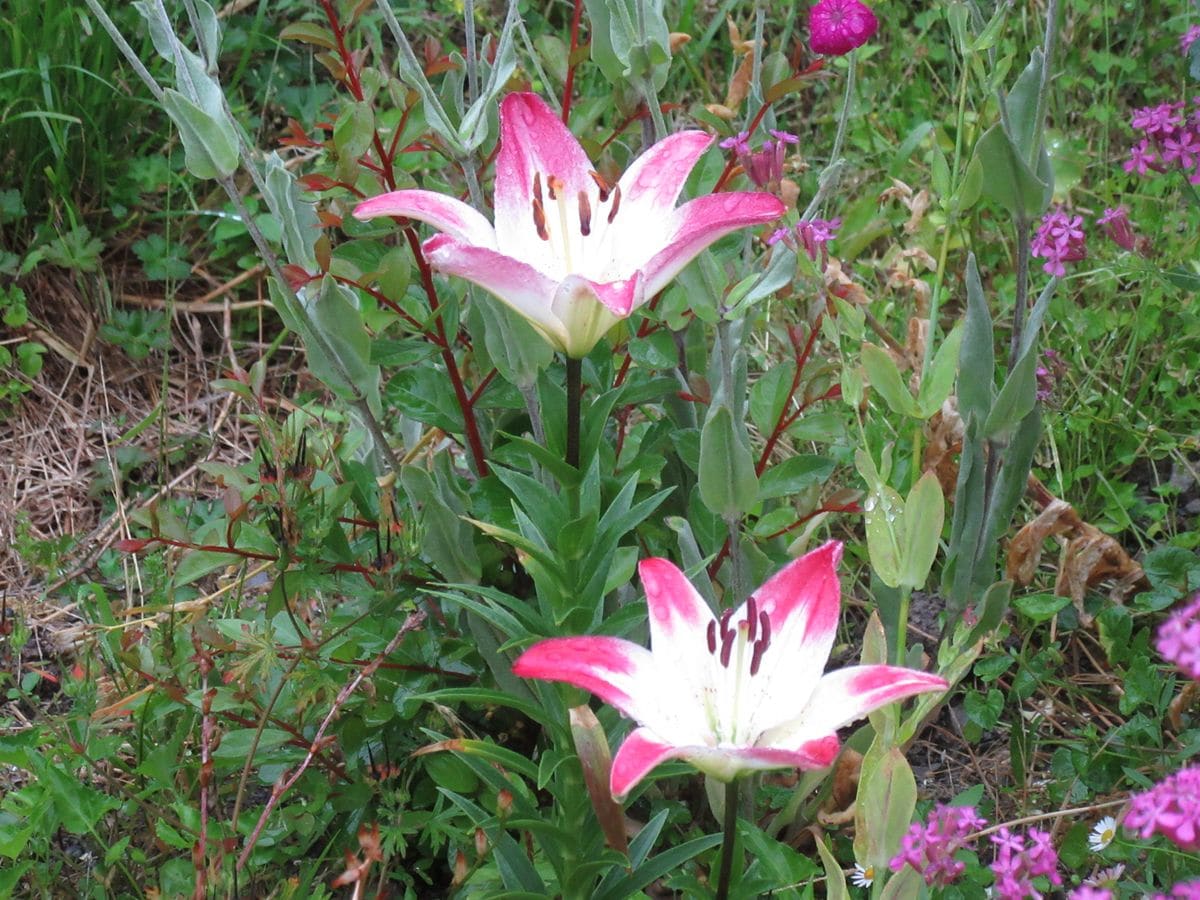 由愛(ゆめ)の花日記♪