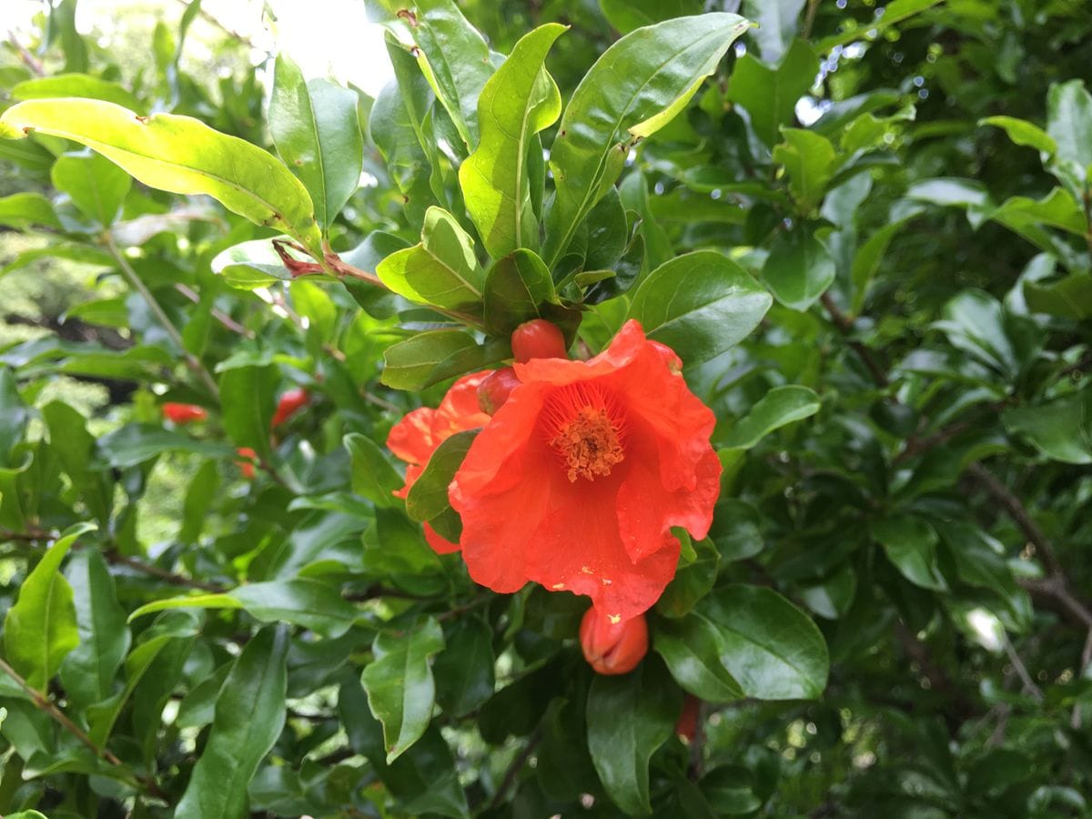 フェイジョアとザクロの花