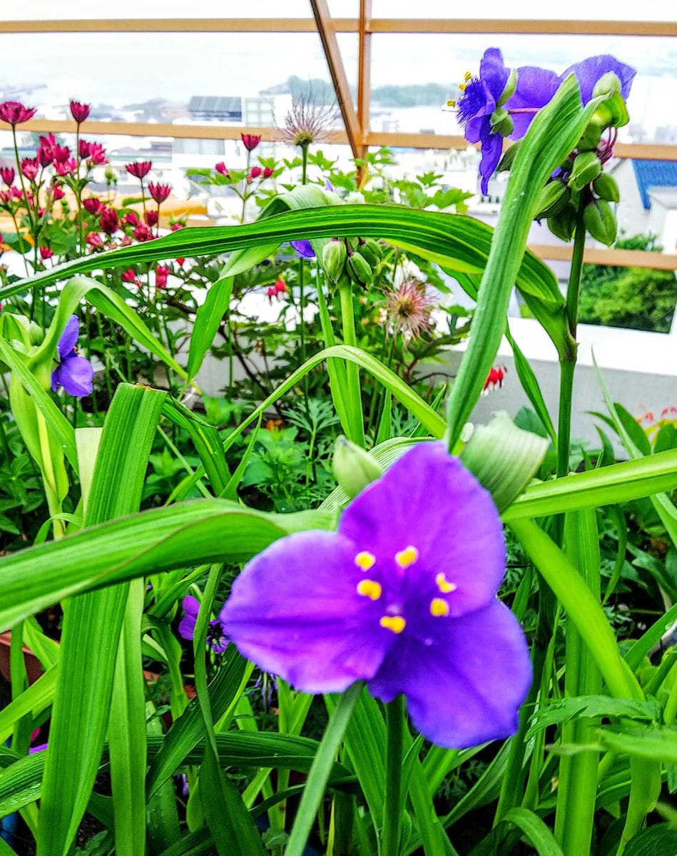 曇り時々雨に咲く花💠