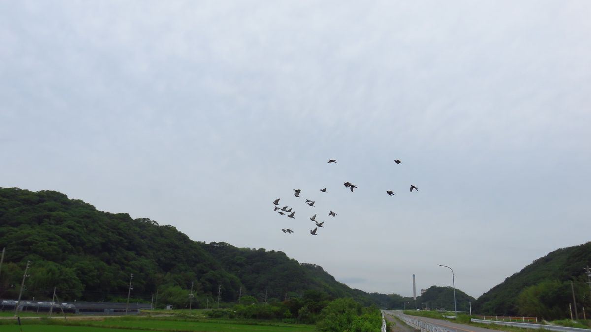 長距離散歩での出会い-ドバト カワラバト