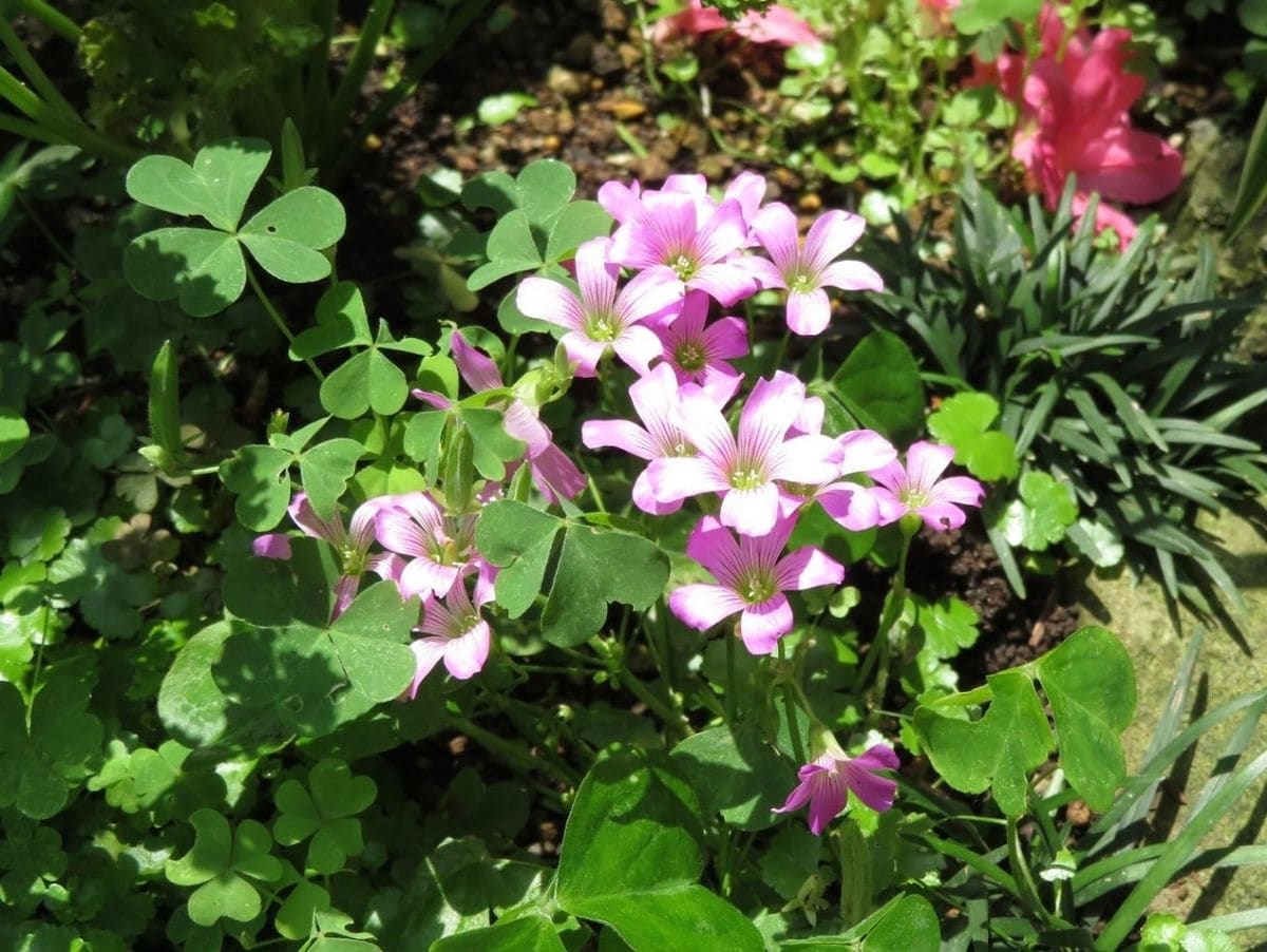 ムラサキカタバミ〔紫片喰〕の花