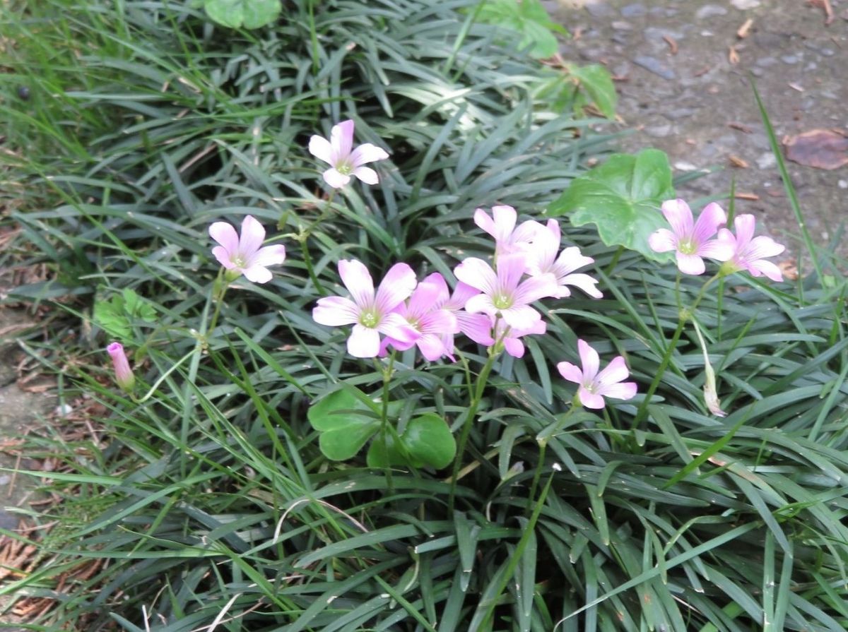 ムラサキカタバミ〔紫片喰〕の花