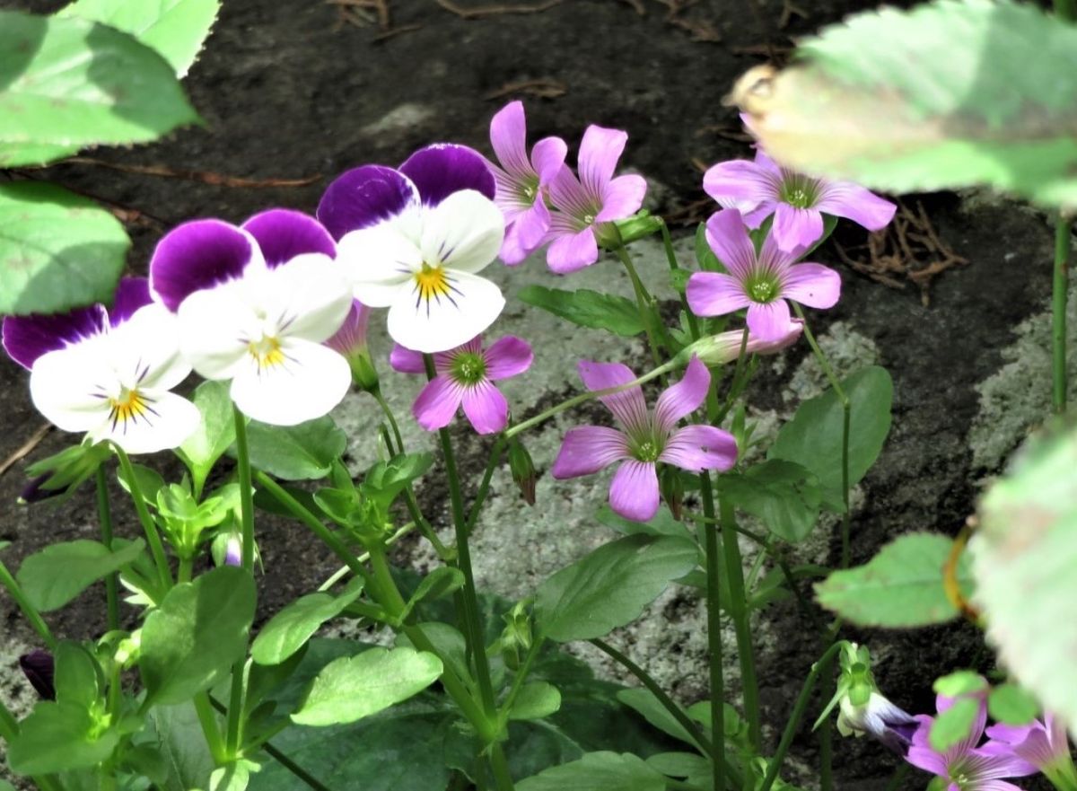 ムラサキカタバミ〔紫片喰〕の花