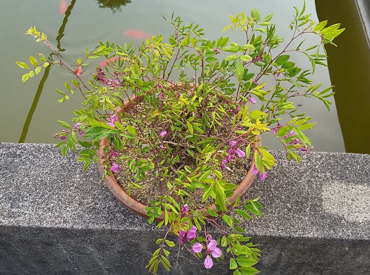 この植物の名前は？