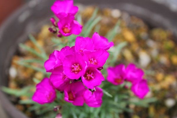 ピンクの花です🌹