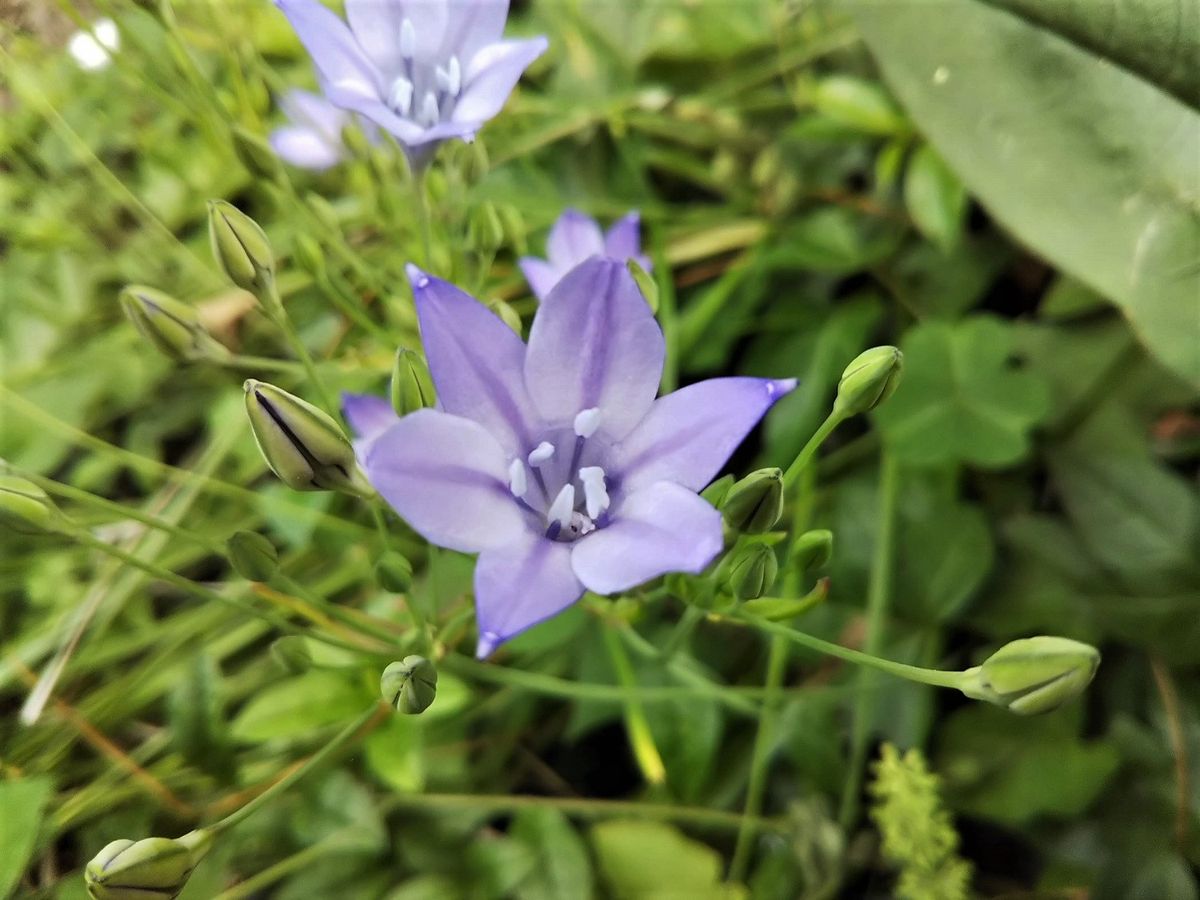 青系のお花～～