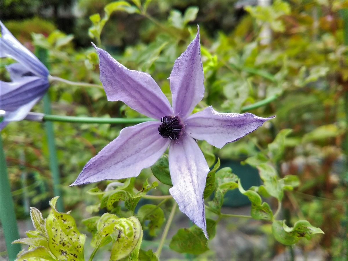 青系のお花～～