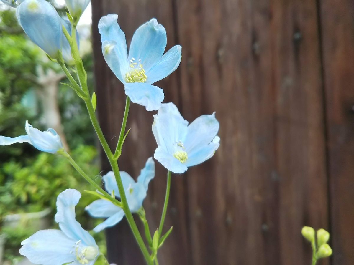 青系のお花～～