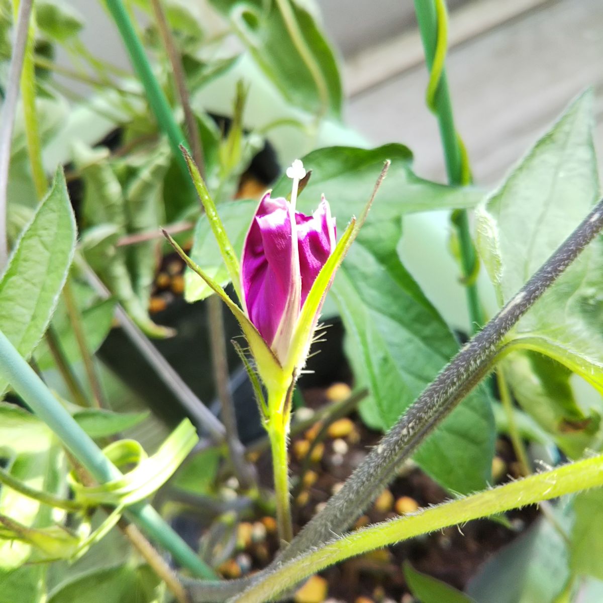 明日、開花するかな？？