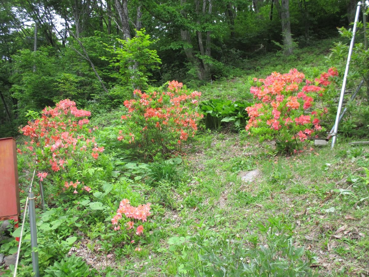 桜草とレンゲツツジ