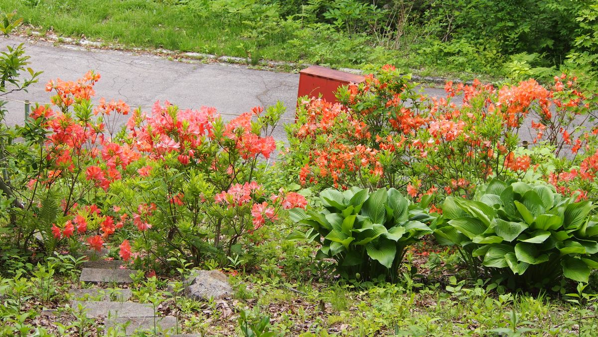 桜草とレンゲツツジ