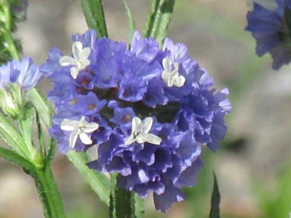 由愛(ゆめ)の花日記♪