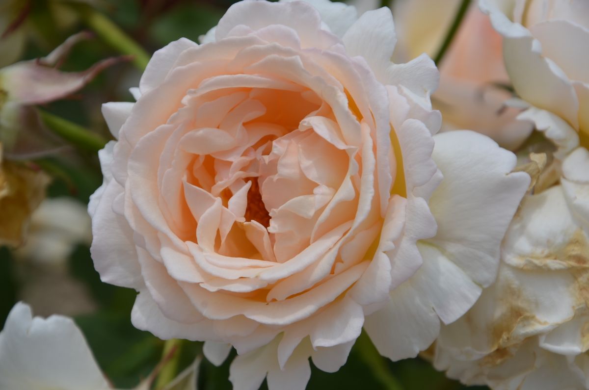 庄堺公園の薔薇①