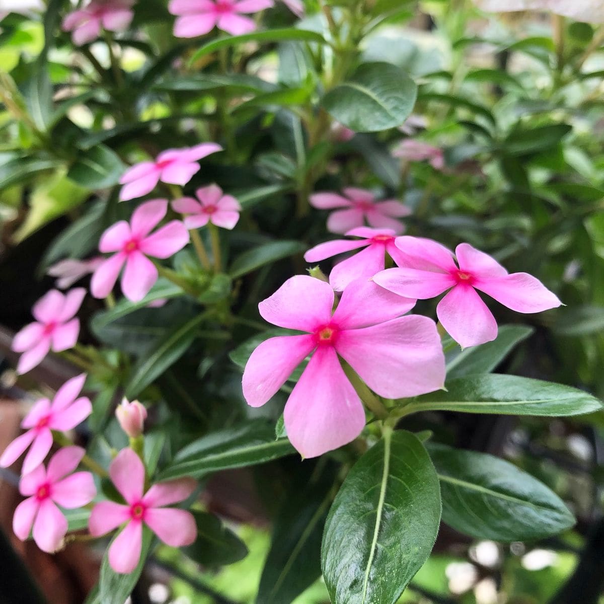 雨に輝く花