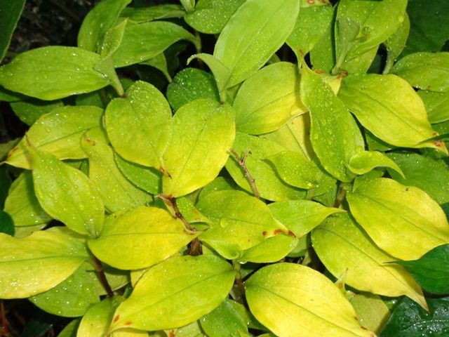 雨に濡れた斑入り葉