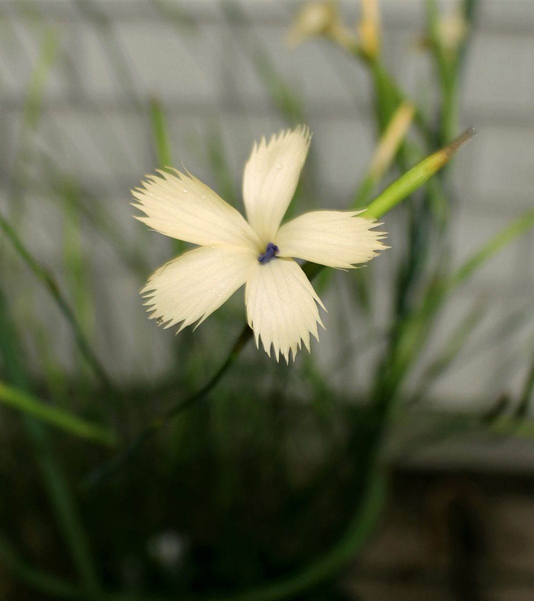 ダイアンサスの花が咲く