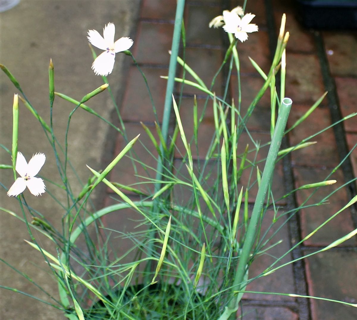 ダイアンサスの花が咲く