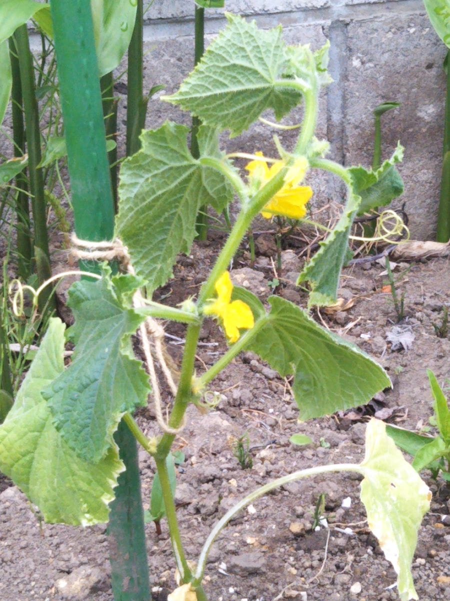 野菜チーム