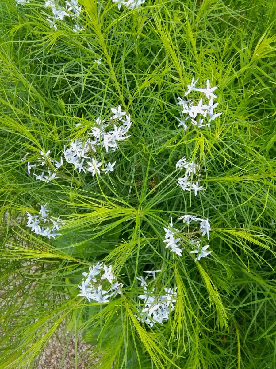 みつけイングリッシュガーデンこの植物は？